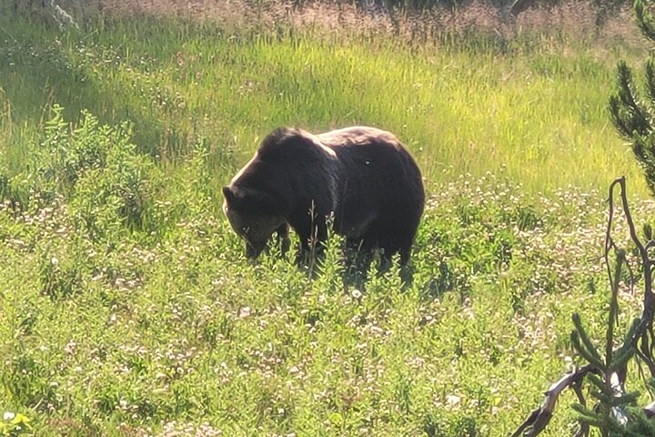 Tour Safari ad anello superiore di Yellowstone - West Yellowstone, Montana