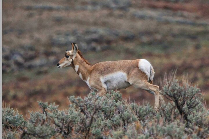 Tour Safari ad anello superiore di Yellowstone - West Yellowstone, Montana
