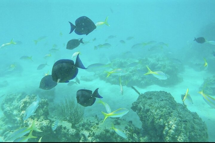 Privat All Inclusive East Coast Keys Tour og snorkelopplevelse