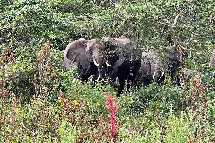3 dager Selous (Nyerere nasjonalpark) Safari fra Zanzibar og tilbake