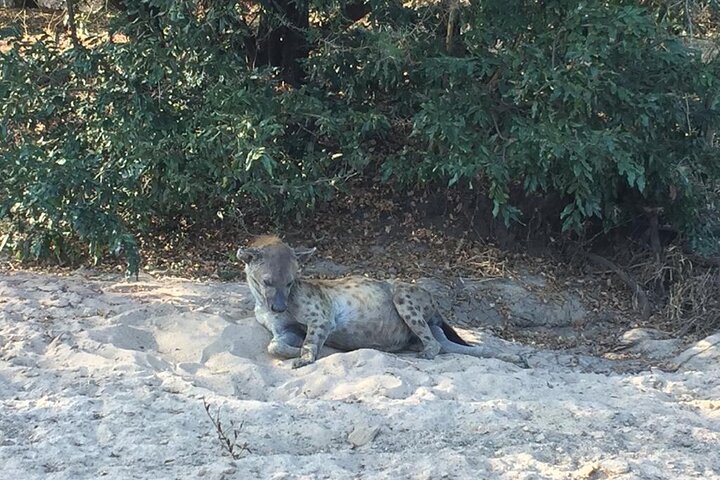3 dager Selous (Nyerere nasjonalpark) Safari fra Zanzibar og tilbake