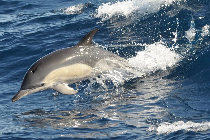 Morro Jable: 2 heures d'observation magique des dauphins et des baleines avec boissons et arrêt de baignade.