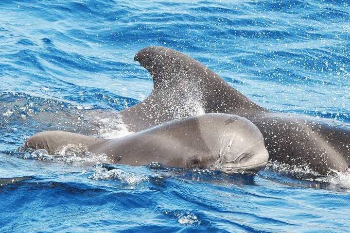 Morro Jable: 2 heures d'observation magique des dauphins et des baleines avec boissons et arrêt de baignade.