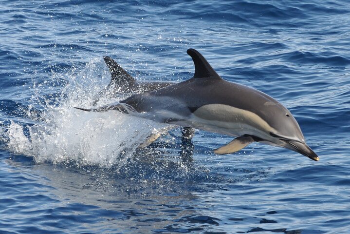 Morro Jable: 2 heures d'observation magique des dauphins et des baleines avec boissons et arrêt de baignade.