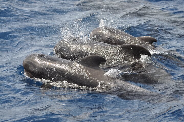 Morro Jable: 2 heures d'observation magique des dauphins et des baleines avec boissons et arrêt de baignade.