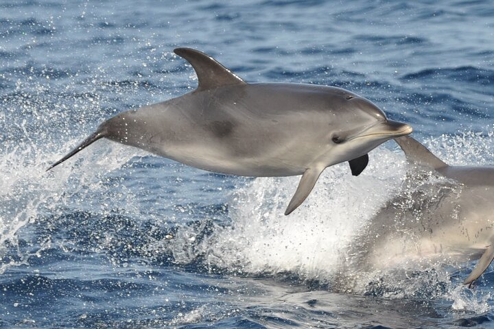 Morro Jable: 2 heures d'observation magique des dauphins et des baleines avec boissons et arrêt de baignade.