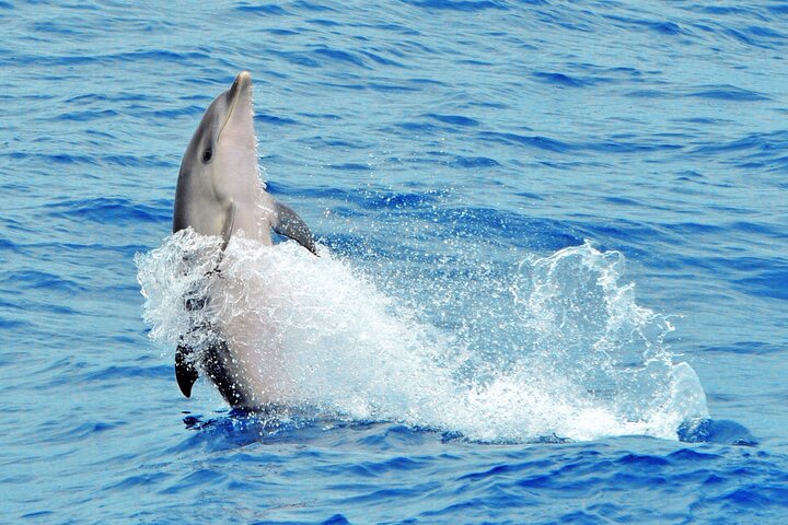 Morro Jable: 2 heures d'observation magique des dauphins et des baleines avec boissons et arrêt de baignade.