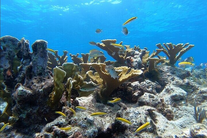 Excursión de esnórquel en dos arrecifes de Cayo Largo: ¡todo el equipo de esnórquel incluido!