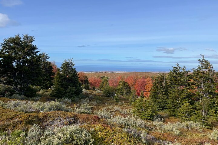 Reserva Nacional Magallanes y Tour por la ciudad de Punta Arenas