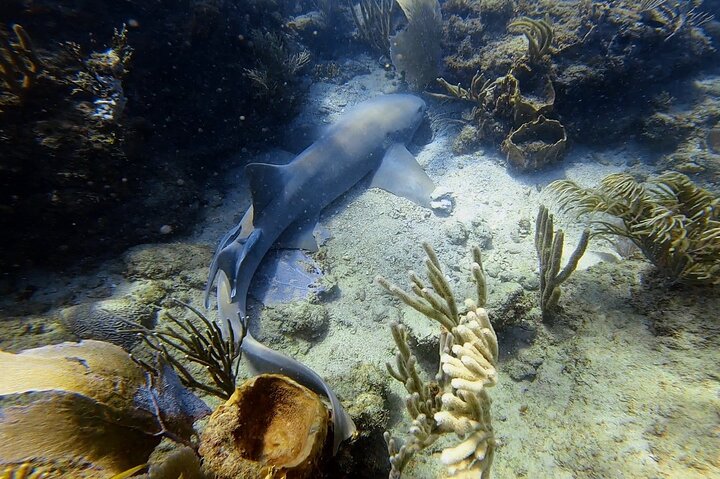 Aventura de mergulho com snorkel em recifes de coral com fotos e vídeos