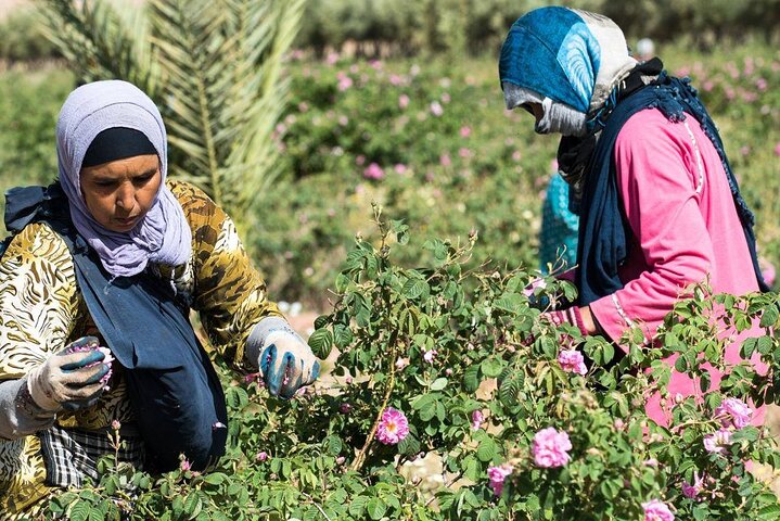 Privat udflugt fra Ouarzazate til Gorges Dades, Valley of Roses og Skoura