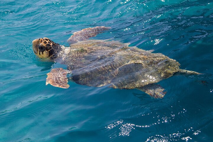 Caretta - Caretta Turtle Trip (Viagem de barco de vidro)