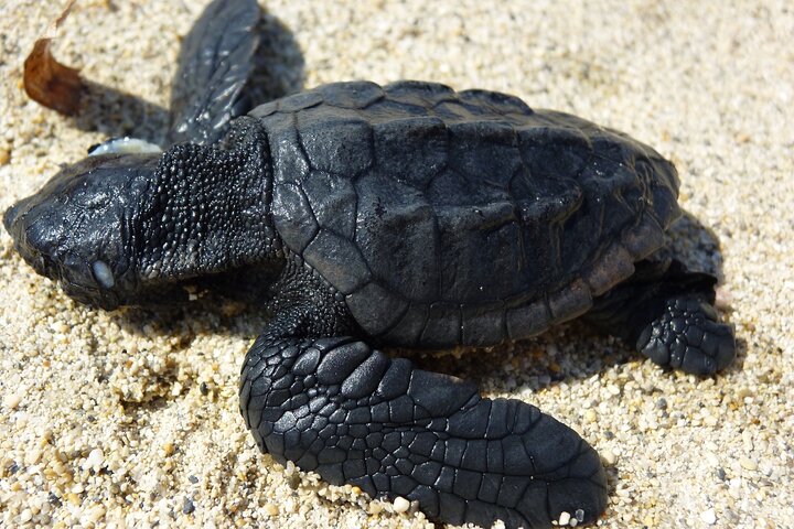 Caretta - Caretta Turtle Trip (Viagem de barco de vidro)