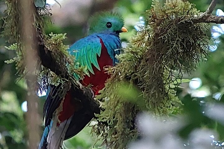 Monteverde Cloud Forest guidad naturvandring med Expert Naturalist
