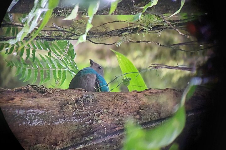 Monteverde Cloud Forest guidad naturvandring med Expert Naturalist