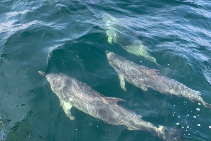 Frisky Meerjungfrau Delfin + Sightseeing Kreuzfahrt in Pensacola Beach