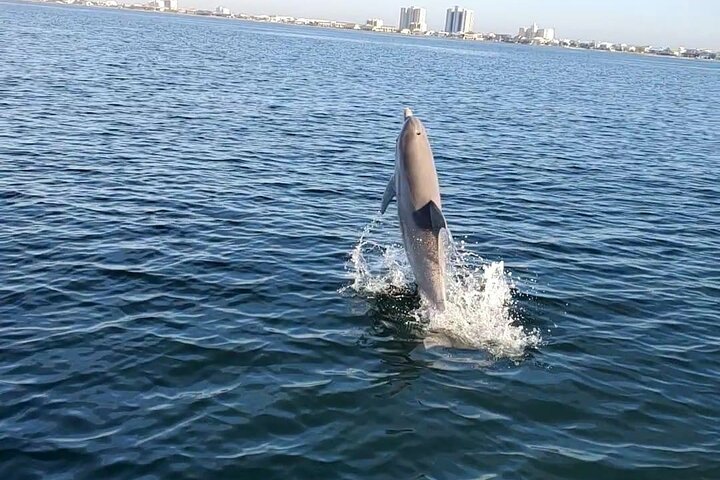 Frisky Meerjungfrau Delfin + Sightseeing Kreuzfahrt in Pensacola Beach