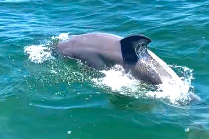 Frisky Meerjungfrau Delfin + Sightseeing Kreuzfahrt in Pensacola Beach