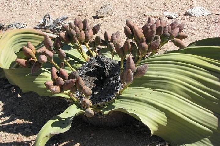 Heldagstur i Namiböknen från Swakopmund, Namibia