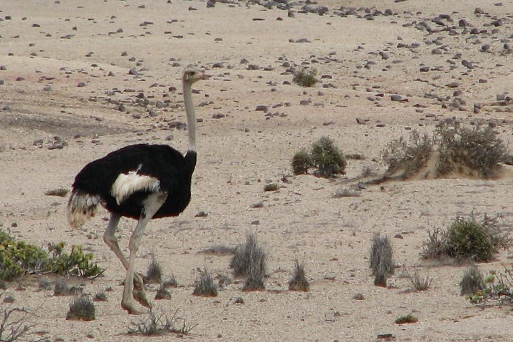 Heldagstur i Namiböknen från Swakopmund, Namibia