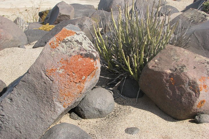 Heldagstur i Namiböknen från Swakopmund, Namibia