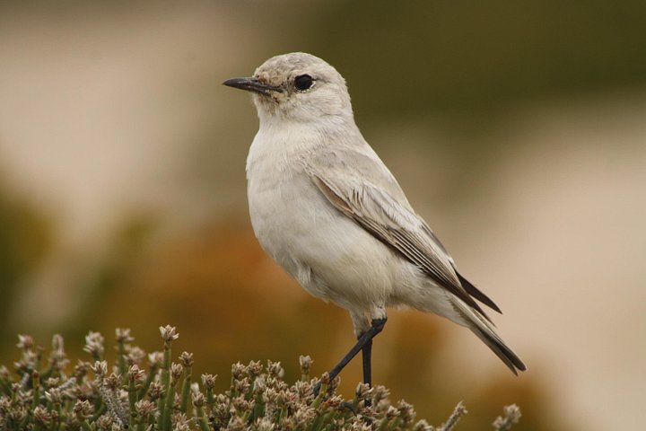 Heldagstur i Namiböknen från Swakopmund, Namibia