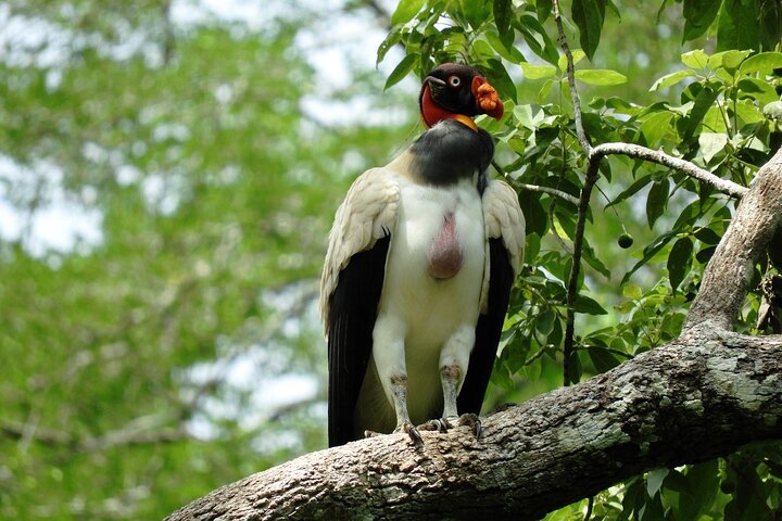 Ganztagesausflug nach Calakmul und Balamkú von Campeche