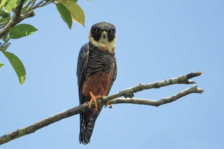 Ganztagesausflug nach Calakmul und Balamkú von Campeche