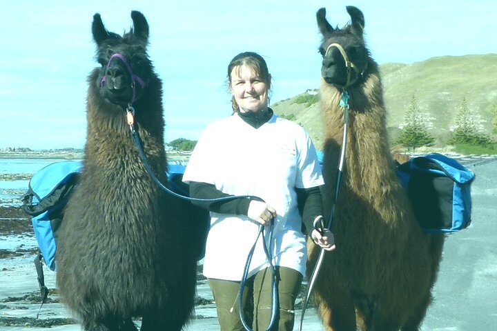 Llama Trek (medio día) - Bahía de Kaikoura, playas y colonia de focas