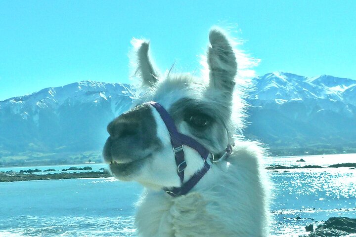 Llama Trek (medio día) - Bahía de Kaikoura, playas y colonia de focas