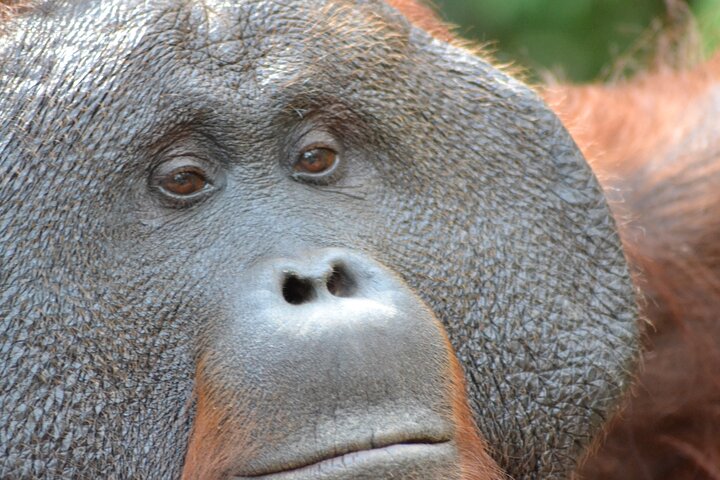 Casa flotante para orangutanes Kelotok Tanjung Puting 3 días Costo compartido