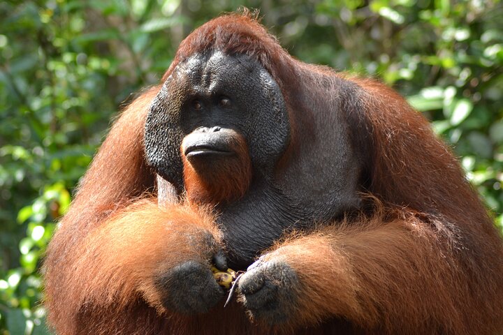 Casa flotante para orangutanes Kelotok Tanjung Puting 3 días Costo compartido