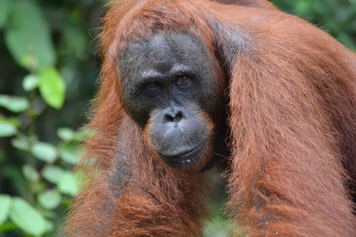 Orangutan Safari Kelotok Houseboat 3 Days 2 Nights Private