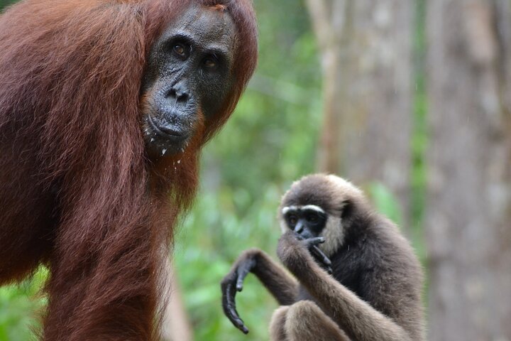 Casa flotante para orangutanes Kelotok Tanjung Puting 3 días Costo compartido