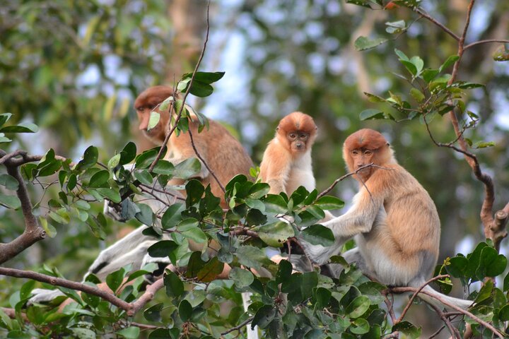 Orangutan Safari Kelotok Houseboat 3 Days 2 Nights Private