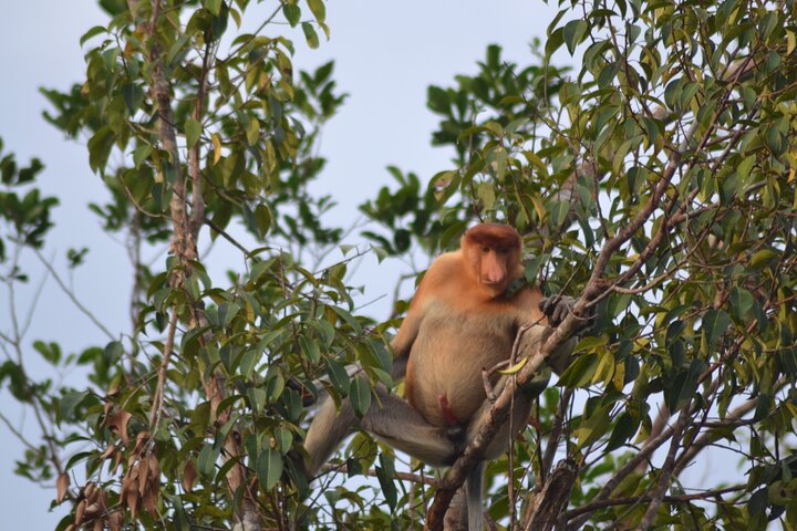 Orangutan Safari Kelotok Houseboat 3 Days 2 Nights Private