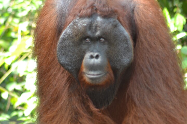 Casa flotante para orangutanes Kelotok Tanjung Puting 3 días Costo compartido