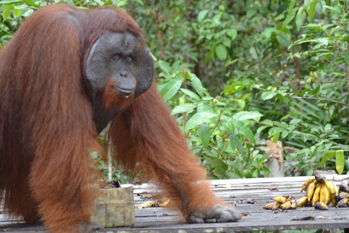 Casa flotante para orangutanes Kelotok Tanjung Puting 3 días Costo compartido