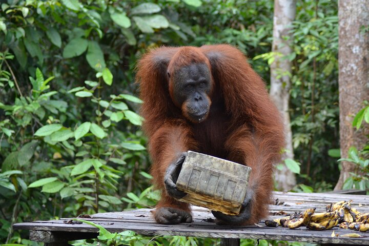 Casa flotante para orangutanes Kelotok Tanjung Puting 3 días Costo compartido