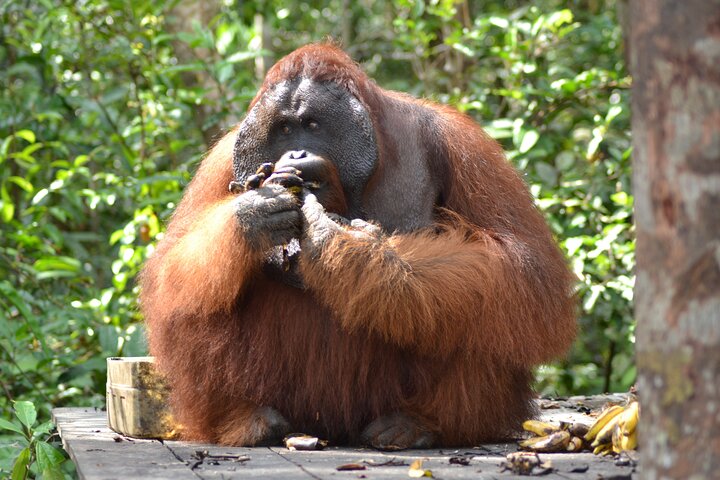 Casa flotante para orangutanes Kelotok Tanjung Puting 3 días Costo compartido