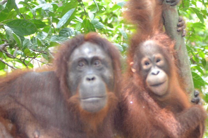 Casa flotante para orangutanes Kelotok Tanjung Puting 3 días Costo compartido