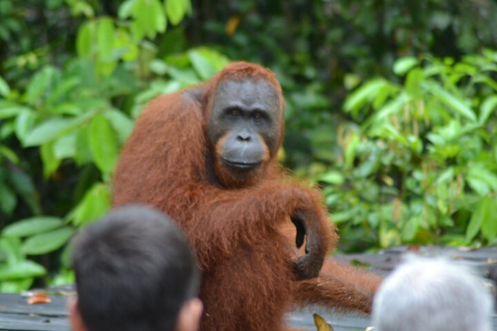Casa flotante para orangutanes Kelotok Tanjung Puting 3 días Costo compartido