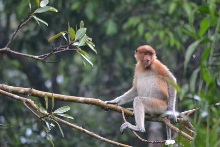 Casa flotante para orangutanes Kelotok Tanjung Puting 3 días Costo compartido