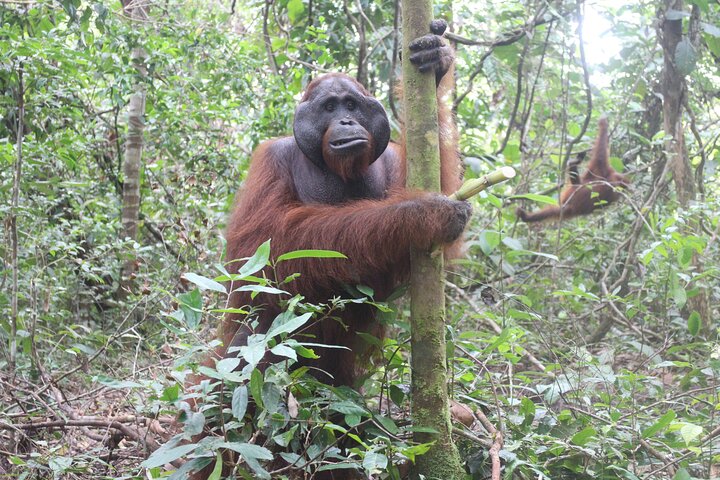 Casa flotante para orangutanes Kelotok Tanjung Puting 3 días Costo compartido