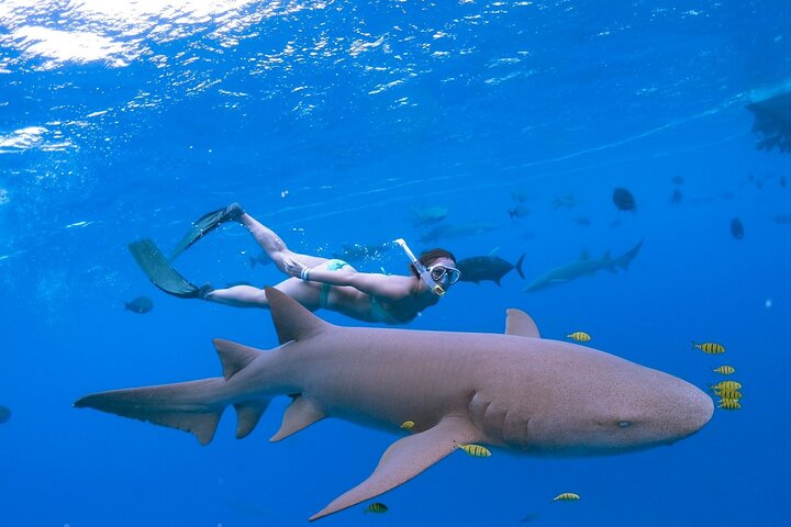 Maafushi: relitto di nave e snorkeling con lo squalo nutrice con osservazione dei delfini