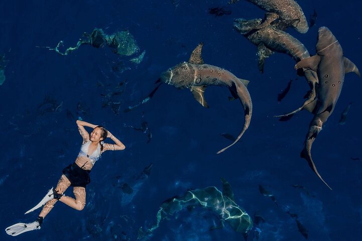 Maafushi: relitto di nave e snorkeling con lo squalo nutrice con osservazione dei delfini