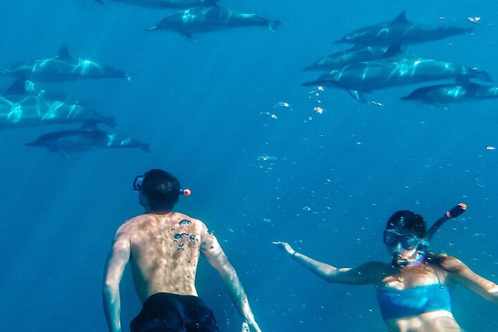 Maafushi: relitto di nave e snorkeling con lo squalo nutrice con osservazione dei delfini