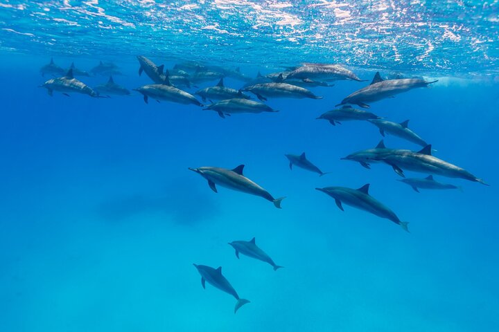 Maafushi: relitto di nave e snorkeling con lo squalo nutrice con osservazione dei delfini