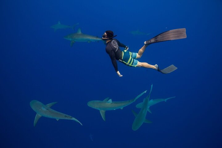 Maafushi: relitto di nave e snorkeling con lo squalo nutrice con osservazione dei delfini