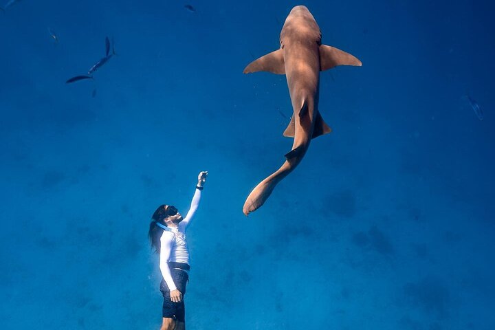 Maafushi: relitto di nave e snorkeling con lo squalo nutrice con osservazione dei delfini